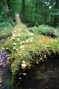 A toadstool in a forest