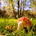 Toadstool on forest floor