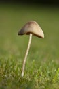 Toadstool (Genus: Mycena)