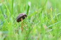 Toadstool in grass