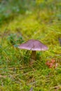 Toadstool grebe fungus dabchick in wet forest