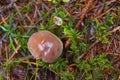 Toadstool grebe fungus dabchick in wet forest