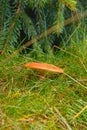 Toadstool grebe fungus dabchick in wet forest