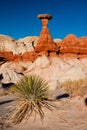 Toadstool Hoodoo