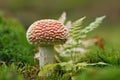 Toadstool in the moss and ferns Royalty Free Stock Photo