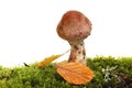 Toadstool in moss Royalty Free Stock Photo