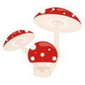 Amanita muscaria magic toadstool mushroom vector illustration graphic