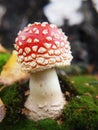 Toadstool mushroom