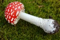 Toadstool mushroom Royalty Free Stock Photo