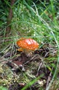 Toadstool mushroom Royalty Free Stock Photo
