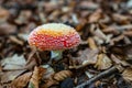 Toadstool mushroom in the autumn forest with shallow depth of field