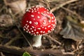 Toadstool Mushroom in Detail with white dots