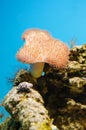 Toadstool Mushroom Leather Coral Royalty Free Stock Photo