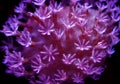 Mushroom Leather Coral Sarcophyton sp. Royalty Free Stock Photo