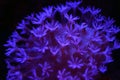 Mushroom Leather Coral Sarcophyton sp. Royalty Free Stock Photo