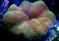 Green Mushroom Leather Coral Sarcophyton sp.