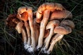 Toadstool mushrooms on green grass