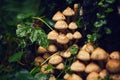 Toadstool mushrooms on shrub. Poisonous mushrooms, close up. Forest mushroom grebe in forest. Nature background