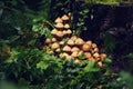 Toadstool mushrooms on shrub. Poisonous mushrooms, close up. Forest mushroom grebe in forest. Nature background