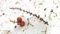 Toadstool and pine cone Royalty Free Stock Photo