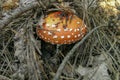 A toadstool and a pinecone