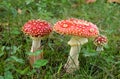 Toadstool poison mushroom in the forets Royalty Free Stock Photo