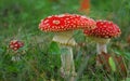 Toadstool poison mushroom in the forets Royalty Free Stock Photo