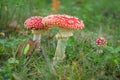 Toadstool poison mushroom in the forets Royalty Free Stock Photo