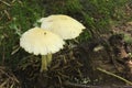 Toadstool, poisonous fungus