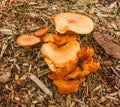 Toadstool, poisonous fungus