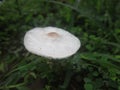 Toadstool in rain intermitten Royalty Free Stock Photo
