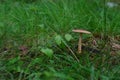 Toadstool Royalty Free Stock Photo