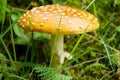 Toadstool