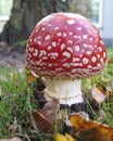 Toadstool Red with white mushroom Royalty Free Stock Photo