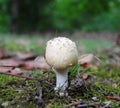 Toadstool Royalty Free Stock Photo