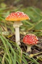 Toadstool Royalty Free Stock Photo