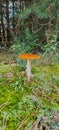 toadstool in wood. Royalty Free Stock Photo
