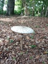 Toadstool in the woods, toadstool, mushroom, fungus,fungi , insect decline, forest land