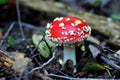 Toadstoolmushroom. Royalty Free Stock Photo