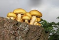 Toadstools Royalty Free Stock Photo