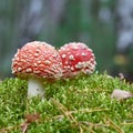 Toadstools Amanita muscaria in the forest