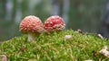 Toadstools Amanita muscaria in the forest