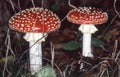 Toadstools in the coniferous forest