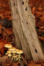 Toadstools in a forest.