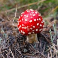 Toadstools in a forest