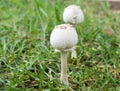 Toadstools on Forest lawn