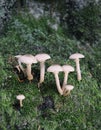 Toadstools on forest moss