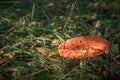 Toadstools in forest under tree in grass Royalty Free Stock Photo