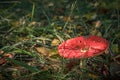 Toadstools in forest under tree in grass Royalty Free Stock Photo