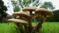 Toadstools on a garden lawn